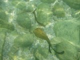 batfish2 