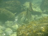 batfish3 