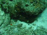 carol_7-4-2005_043 