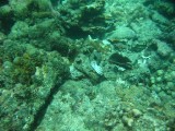 carol_7-4-2005_053 