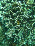 carol_7-4-2005_065 