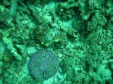 carol_7-4-2005_069 