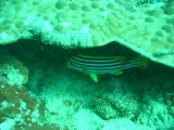 carol_7-4-2005_079 