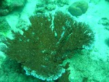 carol_7-4-2005_082 