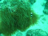 carol_7-4-2005_084 