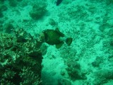 carol_7-4-2005_089 