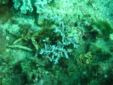 carol_7-4-2005_097 
