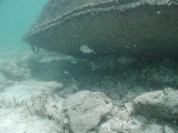 p9033381 