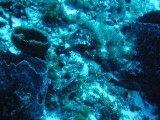 p1010063 