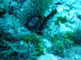 p1010064 