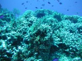 p1010087 