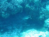p1010090 