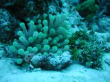 p1010120 