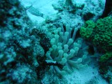 p1010121 