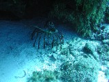 p1010130 