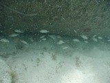 p8313142 