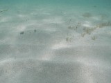 p8313145 