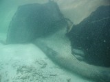 p9013268 