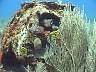 tn_reefball_jpg 