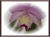 orchid 