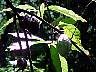 tn_mvc010f2_jpg 