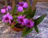 orchid4LS 