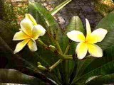 orchid5LS 