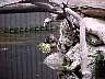 tn_mvc003f5_jpg 
